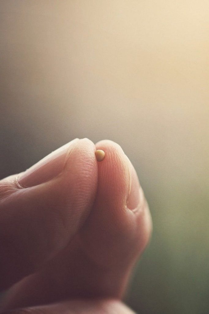 A tiny mustard seed resting between two fingertips against a softly blurred background.
